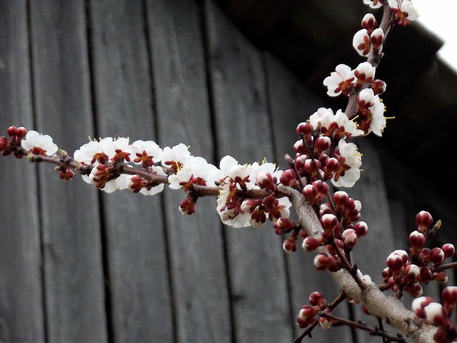 spring, apricot, flowers, plant, growth, flowering plant, freshness HD wallpaper