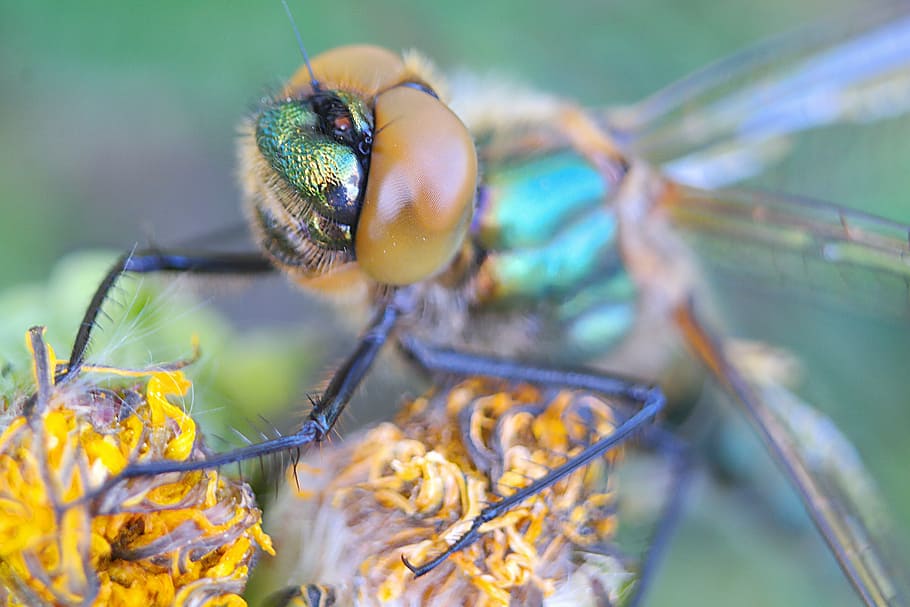 nature, insect, animals, animal wildlife, animal themes, invertebrate HD wallpaper