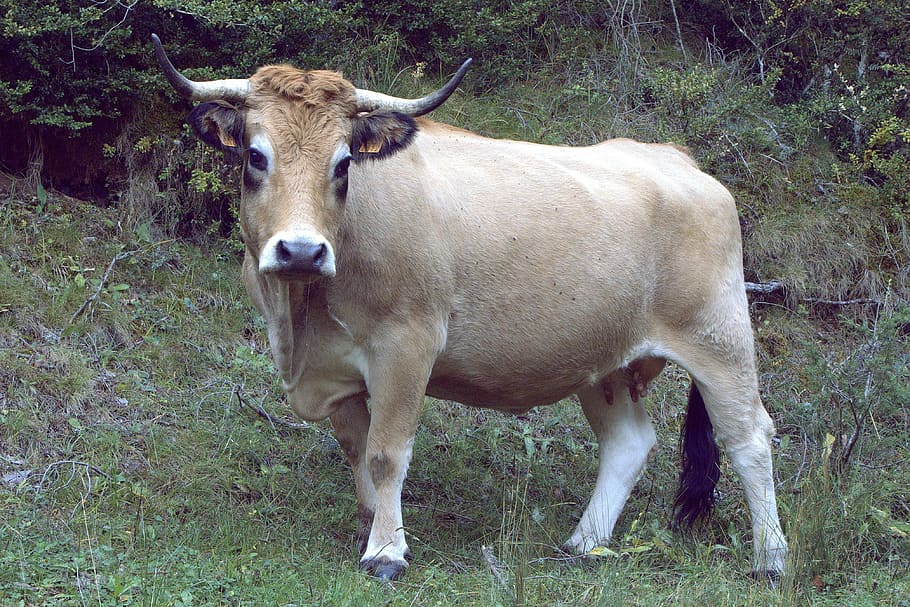 HD wallpaper: cow, animal, veal, animal nature, blonde cow, milk, food, cow  walking | Wallpaper Flare