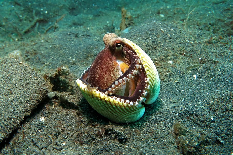 brown octopus hiding under yellow clam shell closeup photo, green