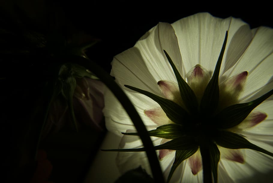 Flower, White, Light, Petal, Contrast, flower head, fragility HD wallpaper