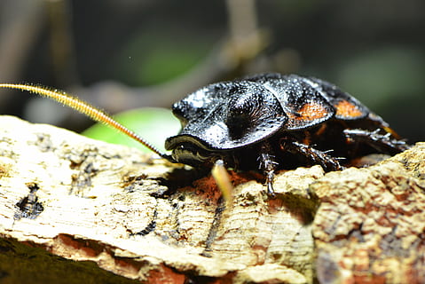 cockroach, insect, bug, brown, creepy, antenna, infestation HD wallpaper