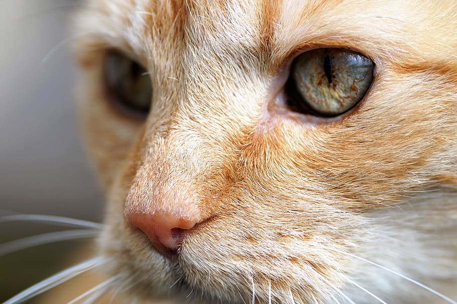 Tomcat, Redheaded, View, Cat'S Eyes, green eyes, animal, ginger HD wallpaper