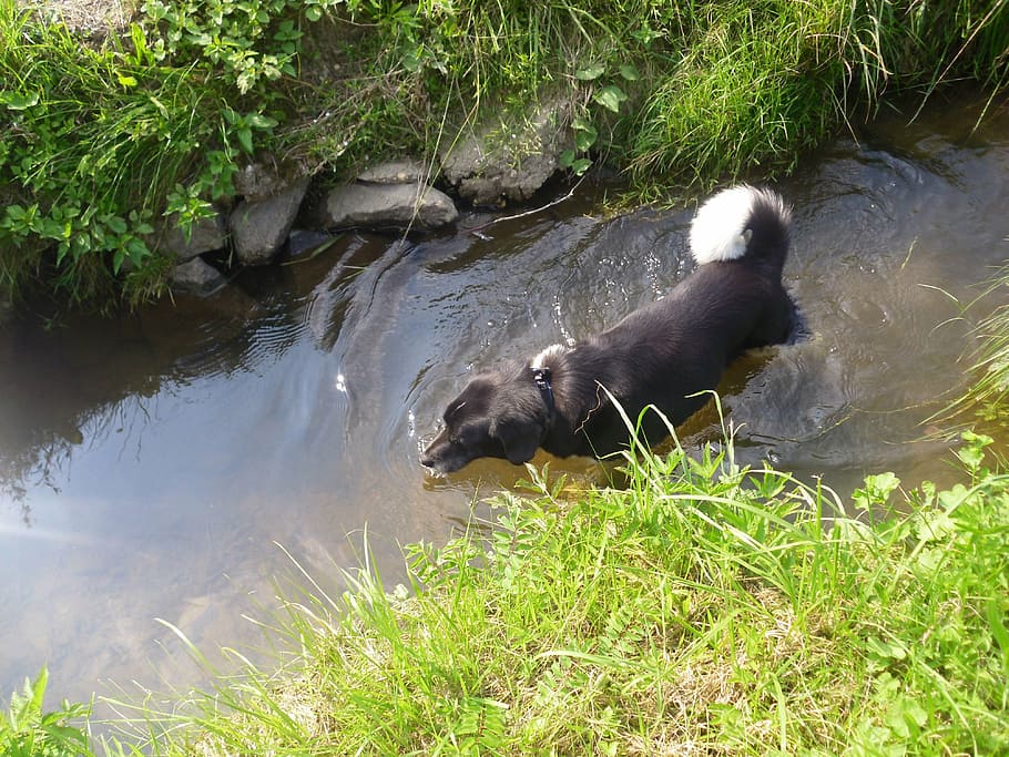 dog, bach, water, animal, animal themes, mammal, vertebrate HD wallpaper