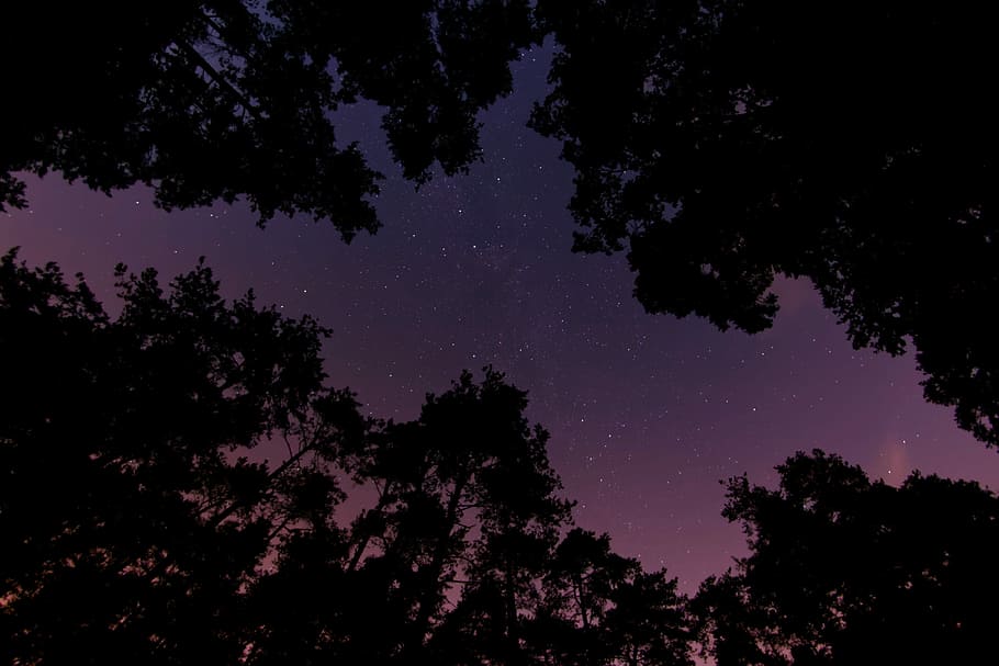 low angle photo of tall trees at night, high-angle photography of trees and stars HD wallpaper