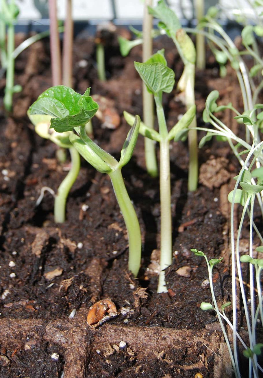 seedling, beans, green, sprout, leaf, young, natural, plant HD wallpaper