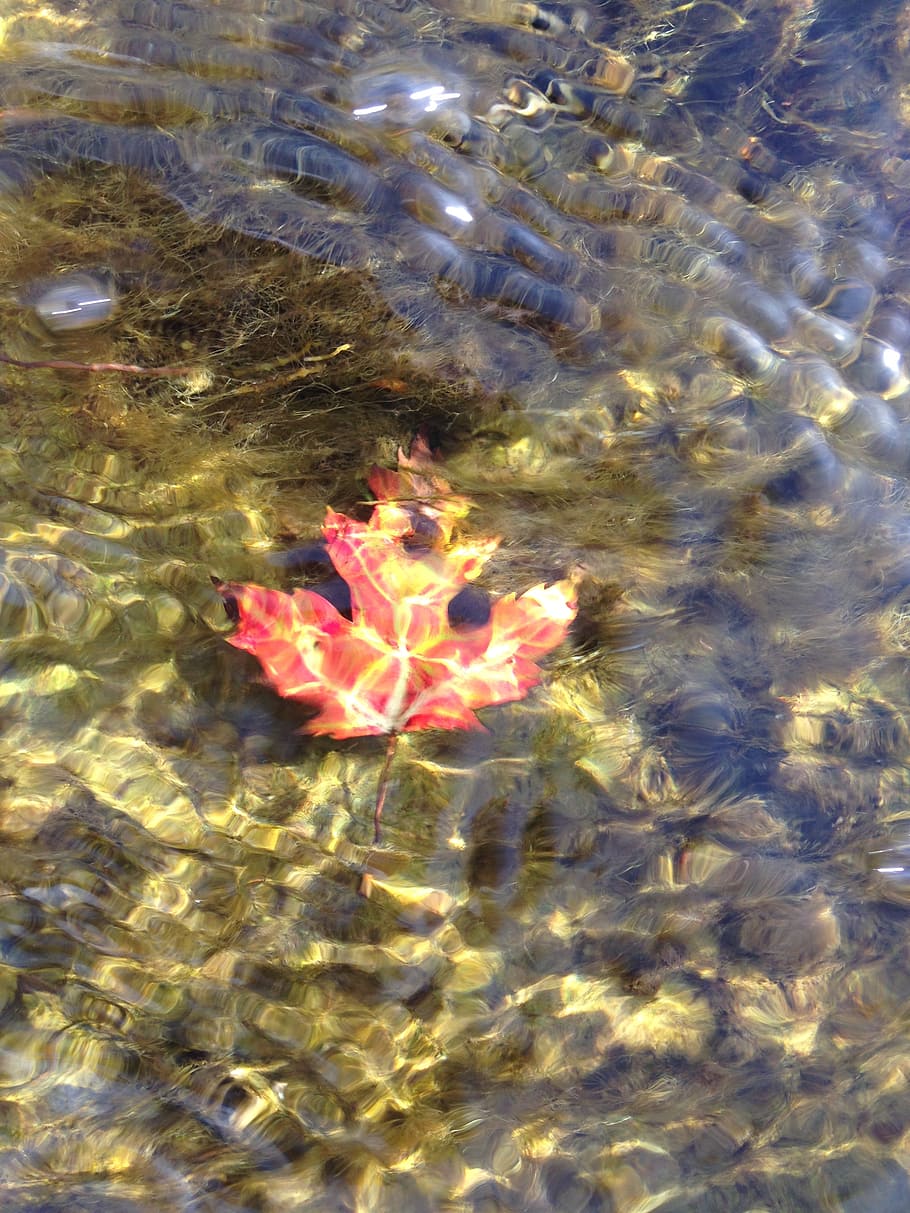 maple leaf, water, nature, foliage, fall, red, sea, underwater HD wallpaper