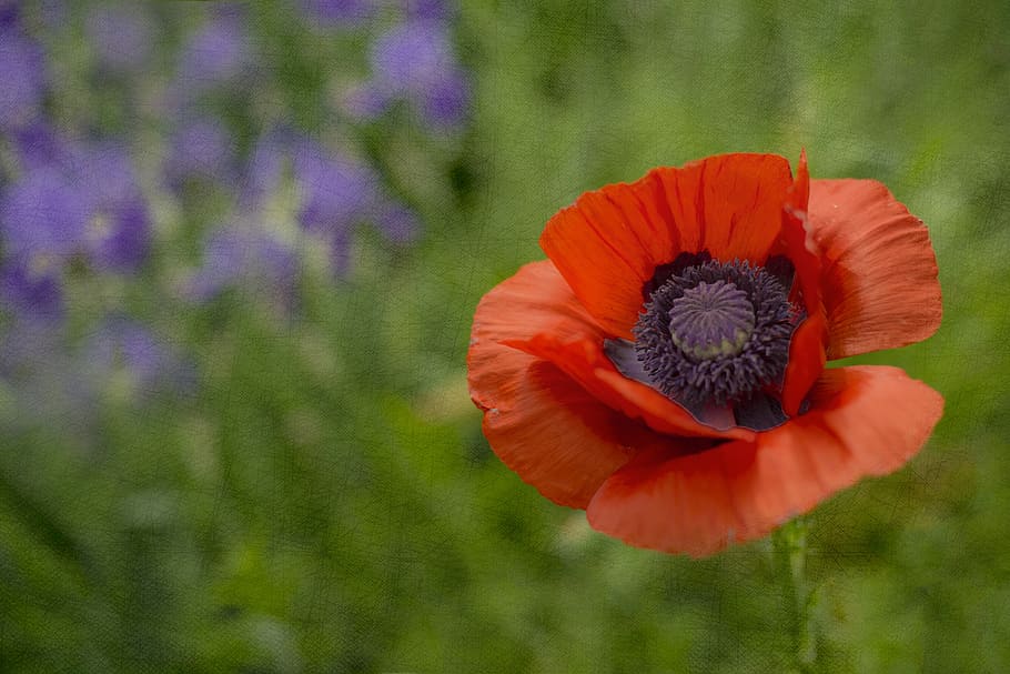 poppy, irises, flower, summer, floral, plant, blossom, nature HD wallpaper