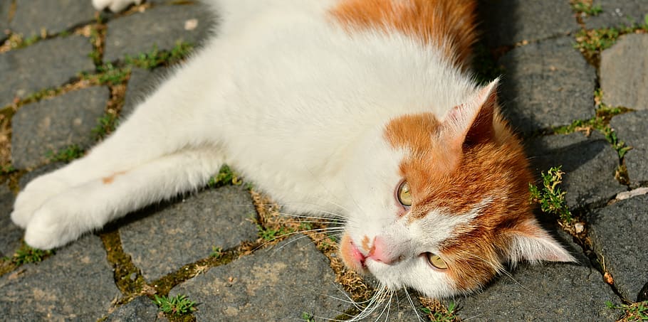 Cat, Relax, Doze, Pet, concerns, mieze, adidas, domestic cat HD wallpaper