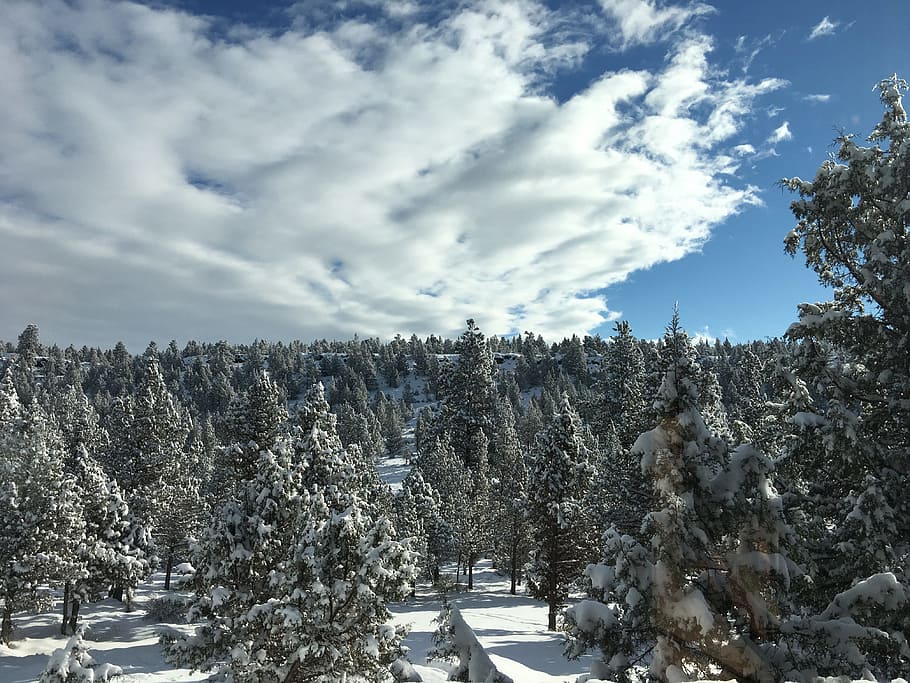 Sunrise, Nature, Trees, Clouds, Snow, morning, juniper trees HD wallpaper