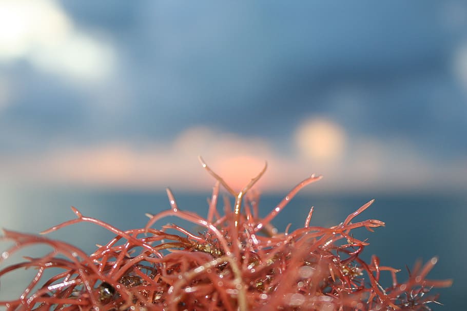 algae, water, sea, caribbean, river algae, growth, plant, beauty in nature HD wallpaper