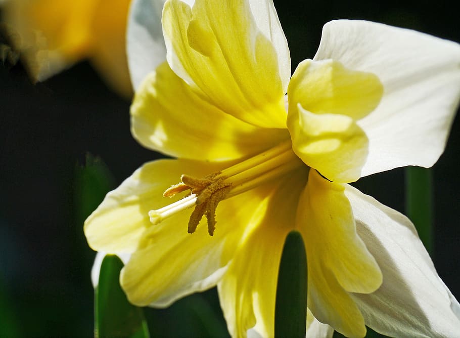 Narcissus, Daffodil, Yellow, Spring, blossom, bloom, flowers HD wallpaper