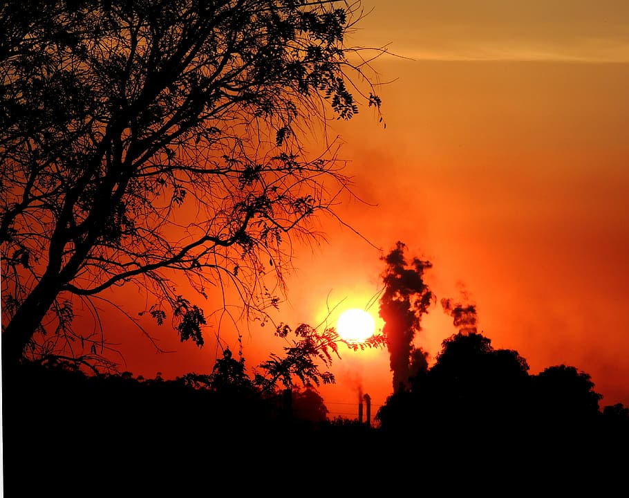 tree, sol, sunset, against light, pollution, silhouette, sky HD wallpaper