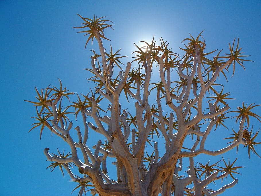 Namibia, Back Light, Sun, Tree, Sky, blue, plant, no people HD wallpaper