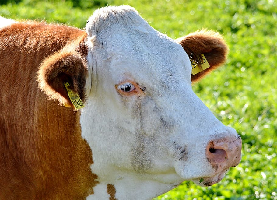 cow, beef, ruminant, cattle, livestock, paarhufer, pasture HD wallpaper
