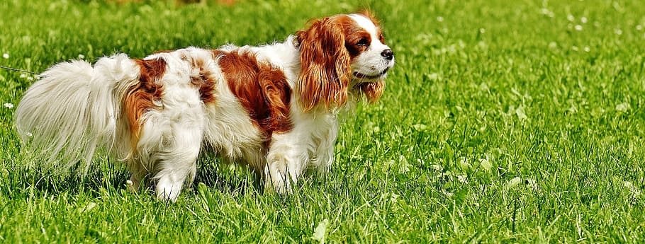 cavalier king charles spaniel coat