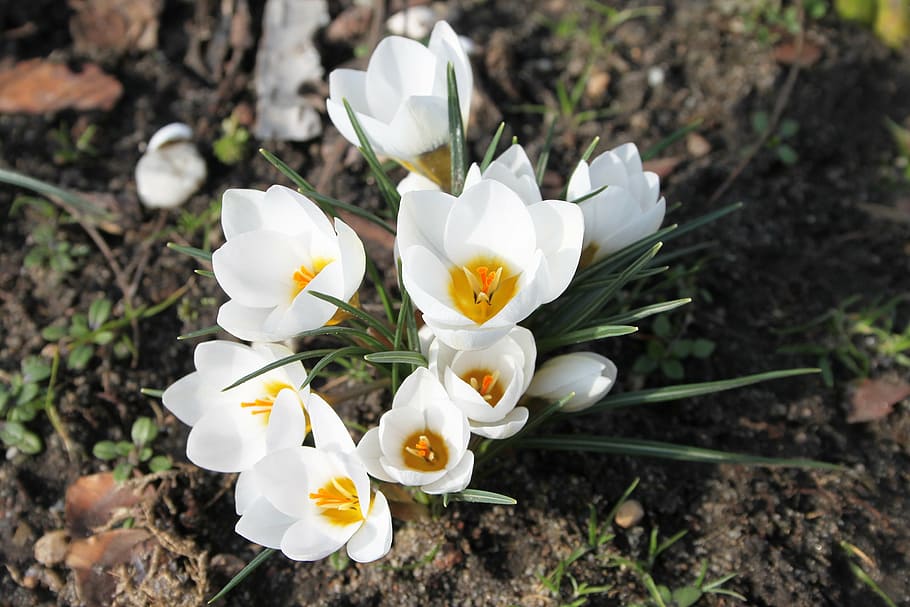 krokus, spring, white, blooms, garden, nature, flowers, blooming HD wallpaper