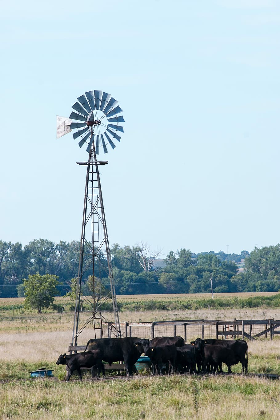Windmill, Cows, Prairie, Water, Thirsty, drink, farm, cattle, HD wallpaper