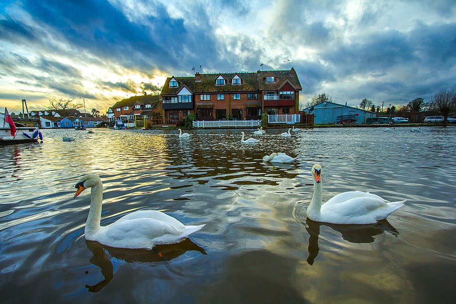 flock of white swan in front of red and white high-rise building HD wallpaper