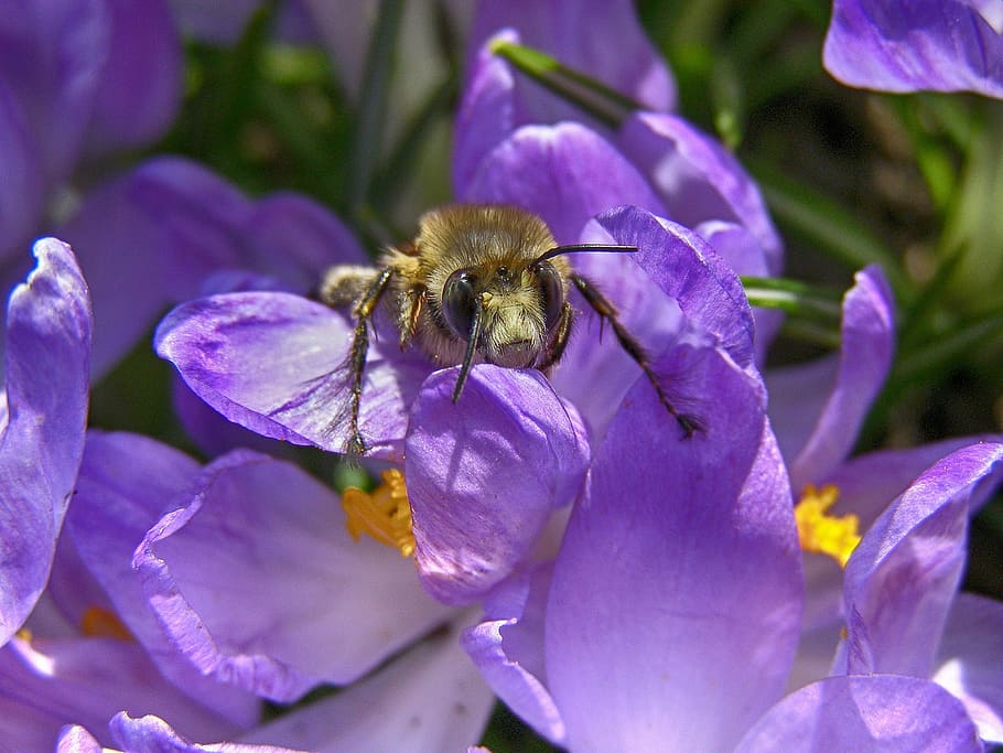 spring, bee, insect, macro, garden, purple, lila, tender, flower, HD wallpaper
