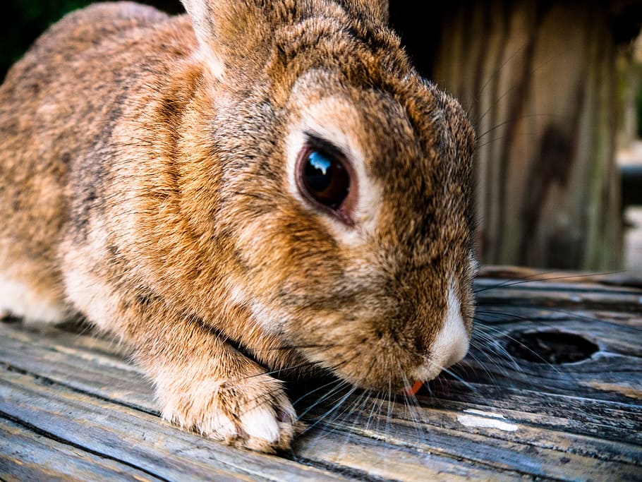 rabbit, pet, animal, animal themes, one animal, mammal, close-up HD wallpaper
