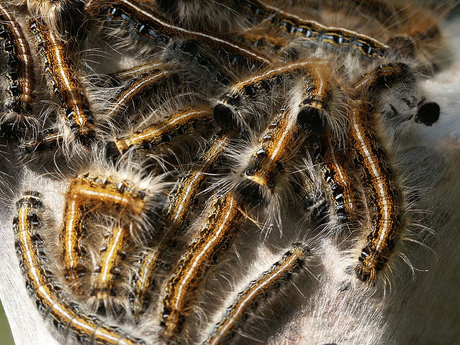 Caterpillar, Webworm, Insect, Butterfly, nature, summer, garden HD wallpaper