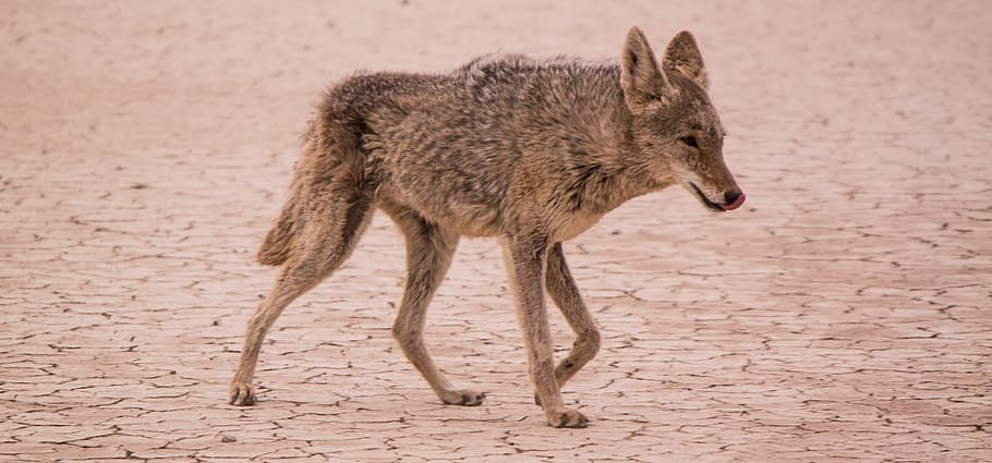 coyote walking on desert during daytime, gray animal walking on dried land during daytime HD wallpaper