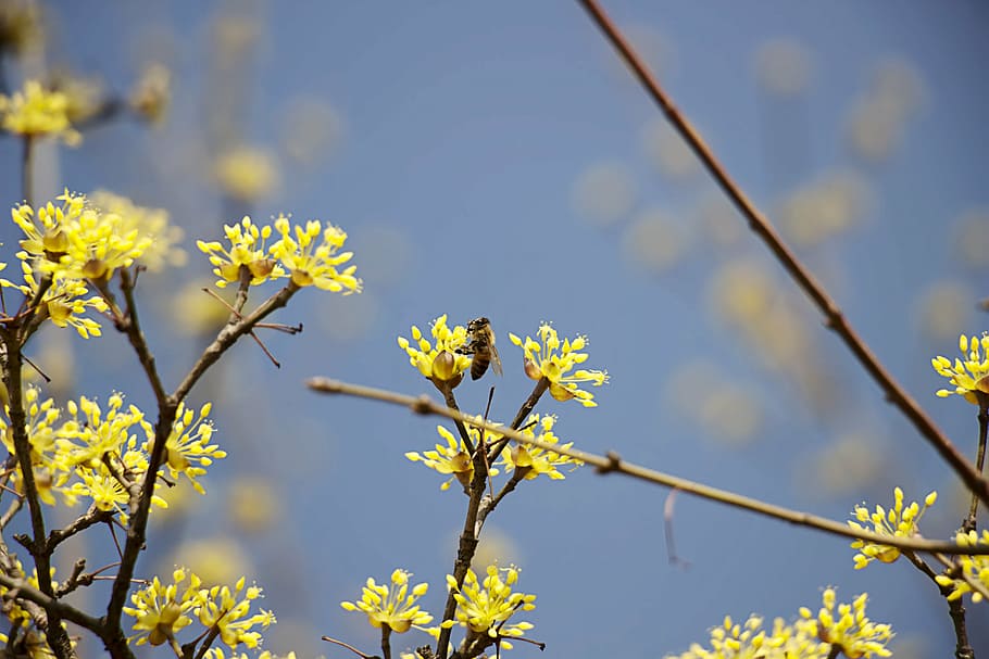 cornus, spring flowers, nature, landscape, plants, yellow flower HD wallpaper