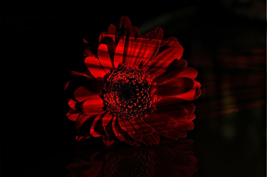 flower, red, gerbera, blossom, bloom, plant, schnittblume, light and shadow HD wallpaper