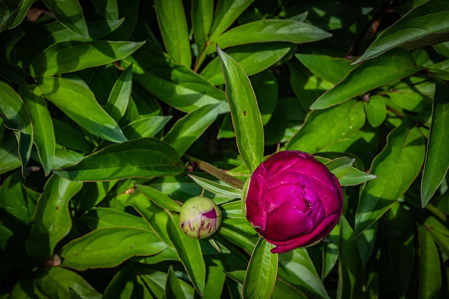 peony, bud, flower, red, spring, plant, freshness, green color HD wallpaper