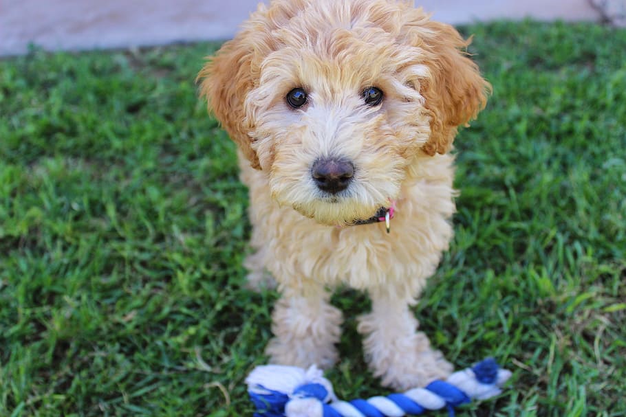 HD wallpaper: selective focus photography of goldendoodle puppy beside blue  and white rope teether on green grass | Doodles Wisconsin