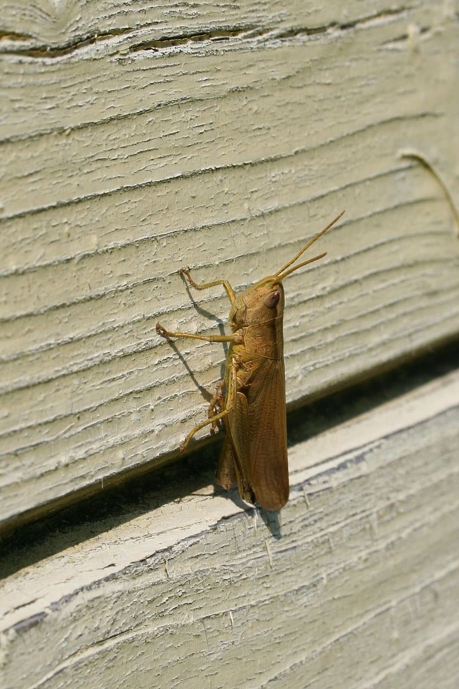 grasshopper, large, on the wall, invertebrate, animals in the wild HD wallpaper