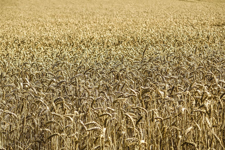 cornfield, wheat, farm, agriculture, maize, county, plant, food, HD wallpaper