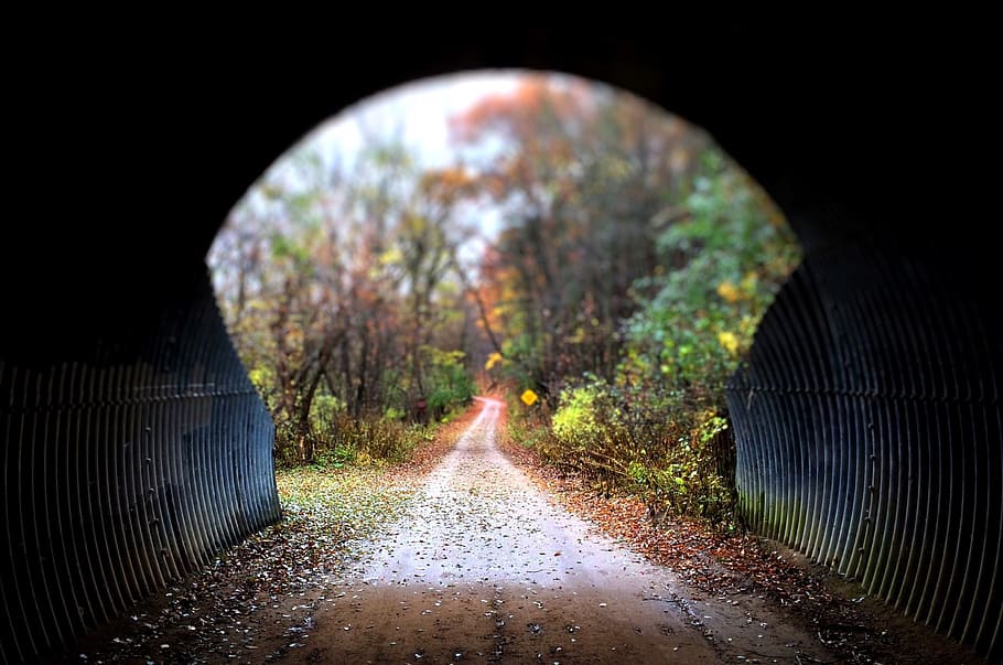 tunnel, trail, woods, fall, nature, the way forward, no people HD wallpaper