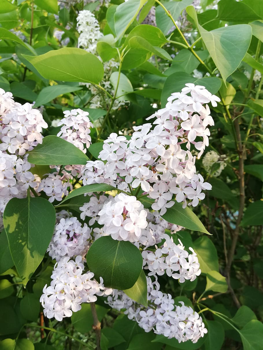 lilac, spring, may, nature, flowering plant, beauty in nature HD wallpaper