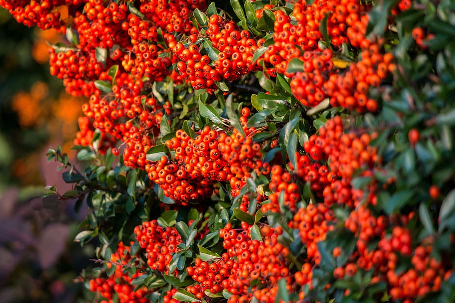 firethorn, berries, bush, periwinkle, ornamental shrub, orange HD wallpaper
