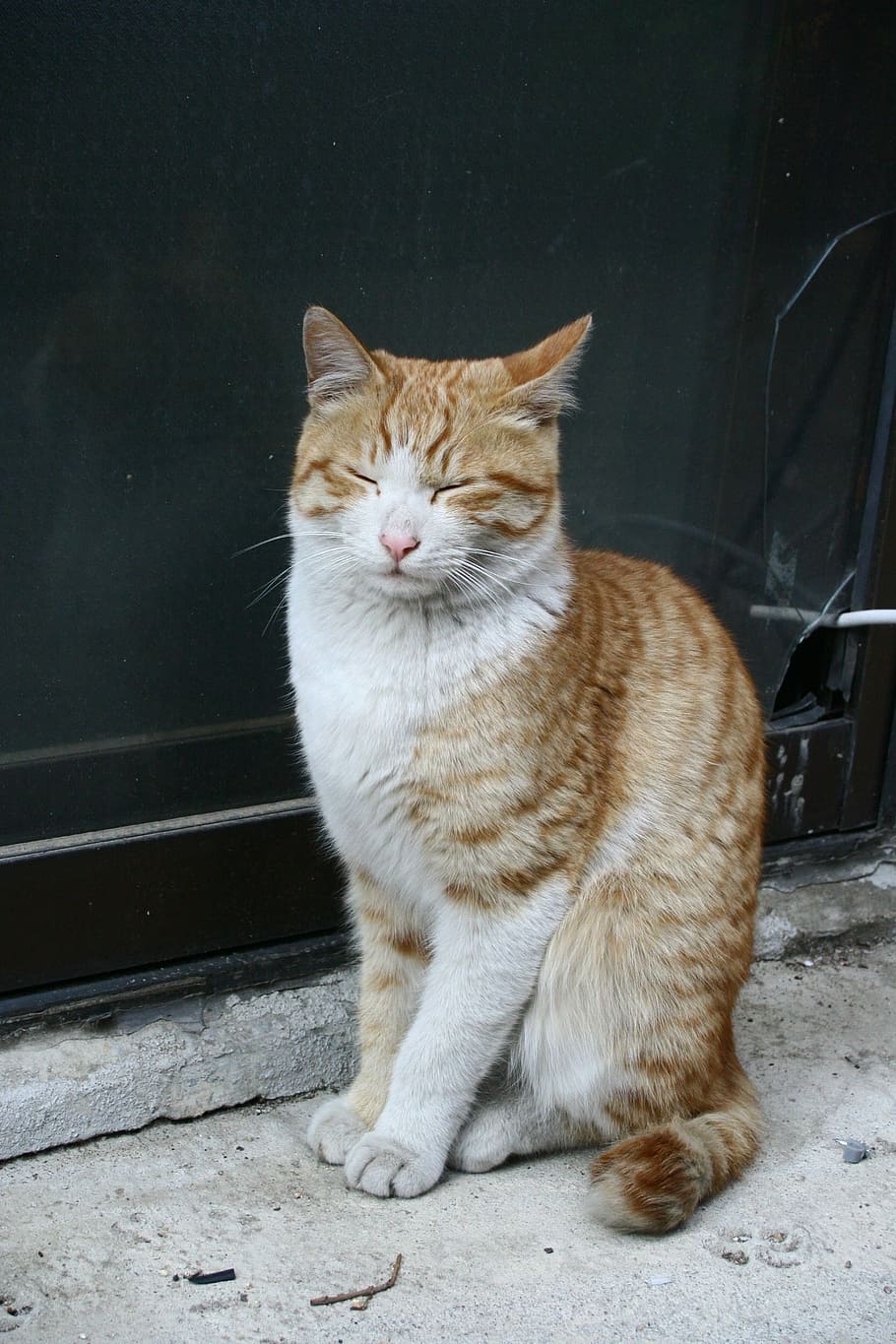street cat, weariness, grief, godanham, pets, domestic Cat, HD wallpaper