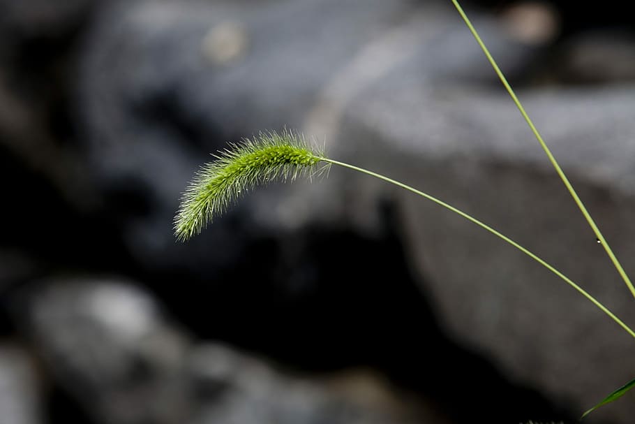 Nature, Foxtail, Pool, Green, Plants, abstract, state of the union, HD wallpaper