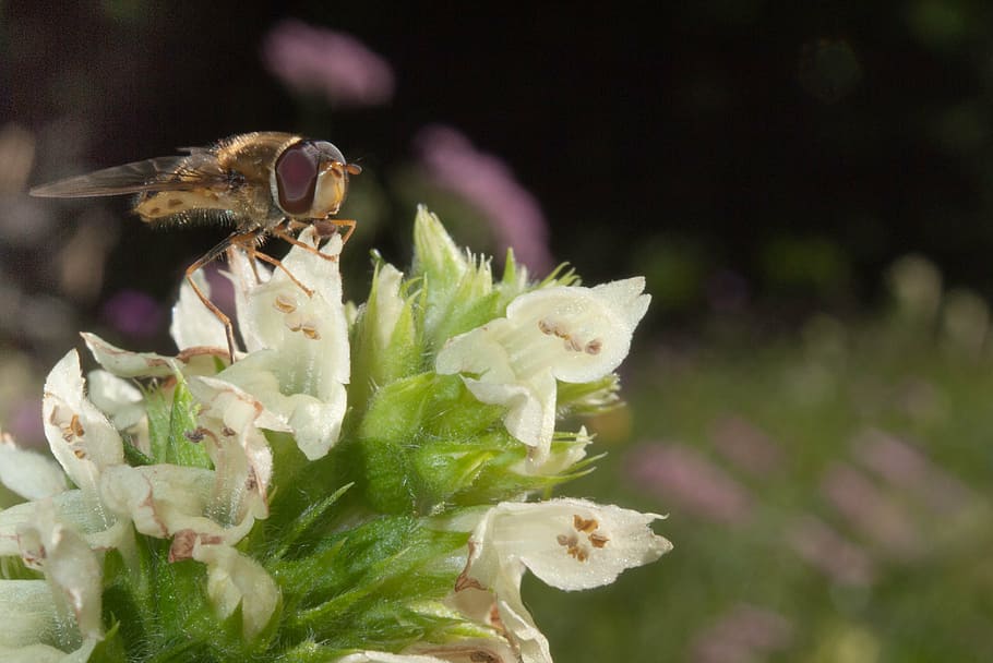 fly, mountain flower, close, nature, insect, close-up, bee HD wallpaper