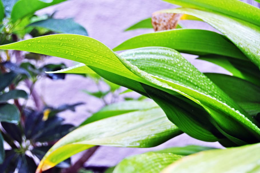 plants, green, garden, leaf, plant part, green color, close-up HD wallpaper