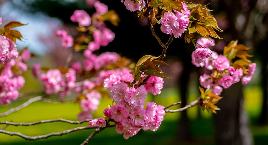 spring, blossom, pink, nature, tree, cherry, bloom, outdoor HD wallpaper