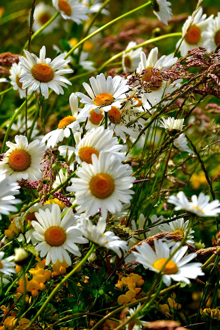 daisies, flowe, flower, blossoms, wild flower, bloom, colorful HD wallpaper