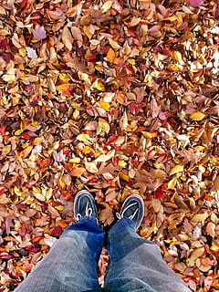 leaf, fall, autumn, season, orange, yellow, leaves, maple, october HD wallpaper