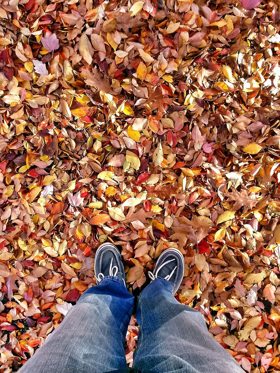 leaf, fall, autumn, season, orange, yellow, leaves, maple, october HD wallpaper
