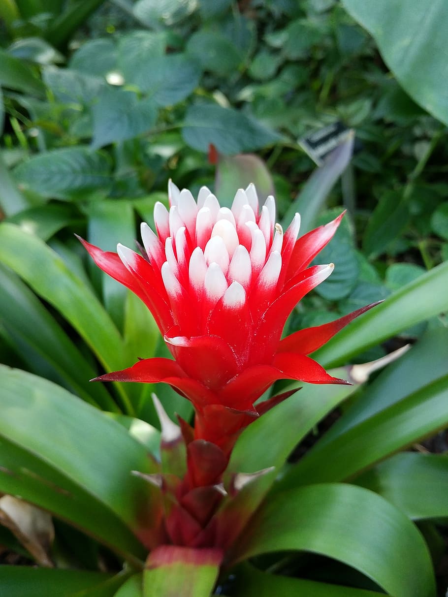plants, nature, flowers, leaf, flowering plant, growth, beauty in nature HD wallpaper