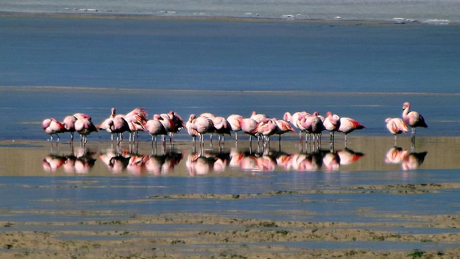 Flamingos, Andes, Birds, nature, animal, wildlife, flock Of Birds HD wallpaper