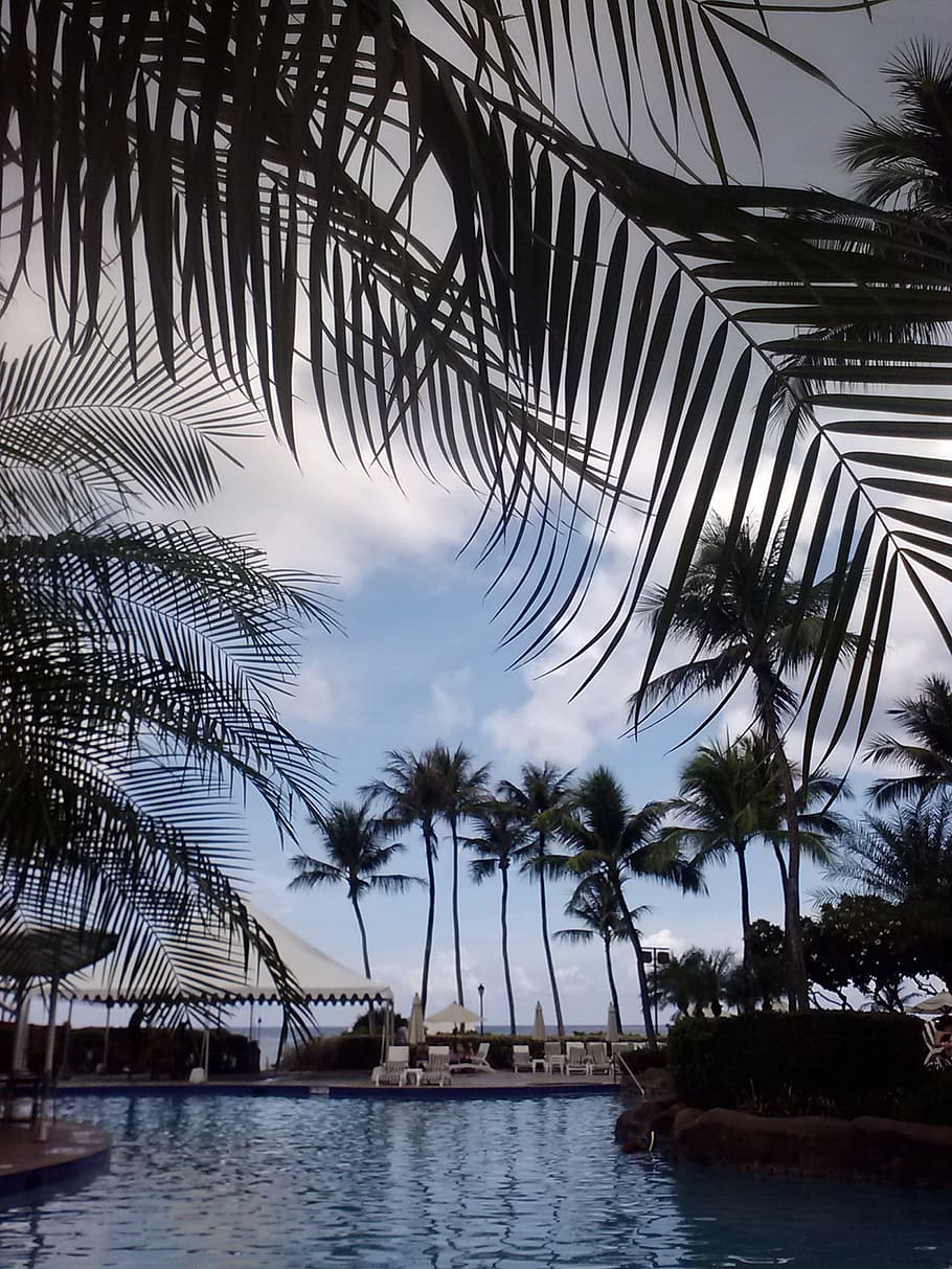 Swimming Pool, Water, Palms, Guam, summer, tropics, landscape HD wallpaper