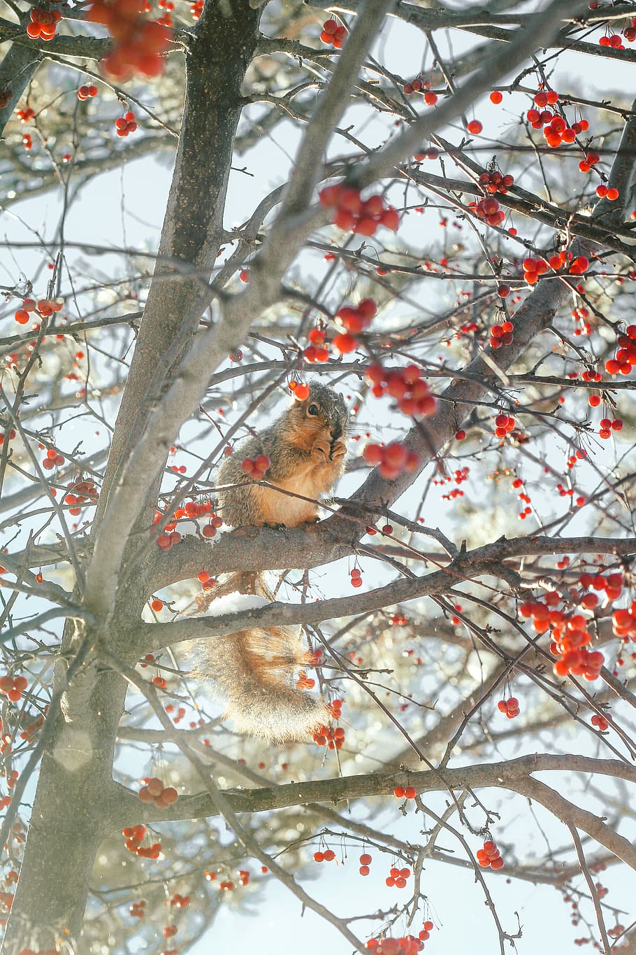 squirrel on tree branch during day, photo of squirrel eating on tree HD wallpaper