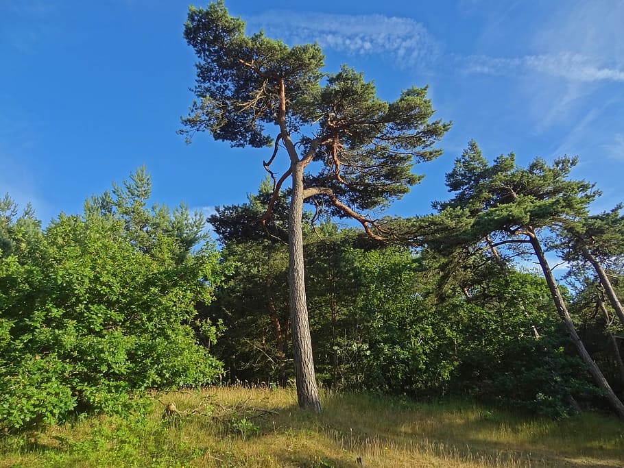 Pine, Conifer, Tree, Dunes, Forest, pinus, grove of trees, summer heat HD wallpaper