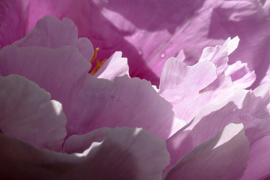 blooming purple petaled flower during daytime, pink, pentecost HD wallpaper